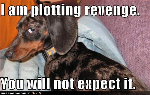 http://i1338.photobucket.com/albums/o683/NewKDramaAddict/Revenge/funny_dog_pictures_plotting_revenge_another_GF_revenge-s500x315-45754_zps85bf636c.jpg