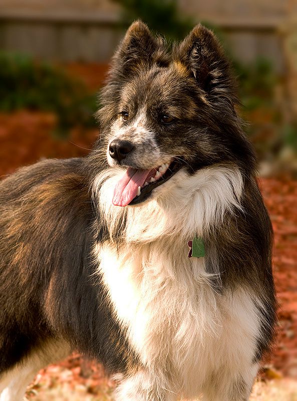 Molly_zps00122f04.jpg