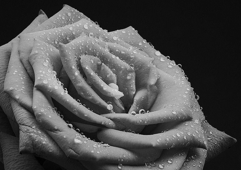 RosewithdewBW_zpsa1cde3e2.jpg