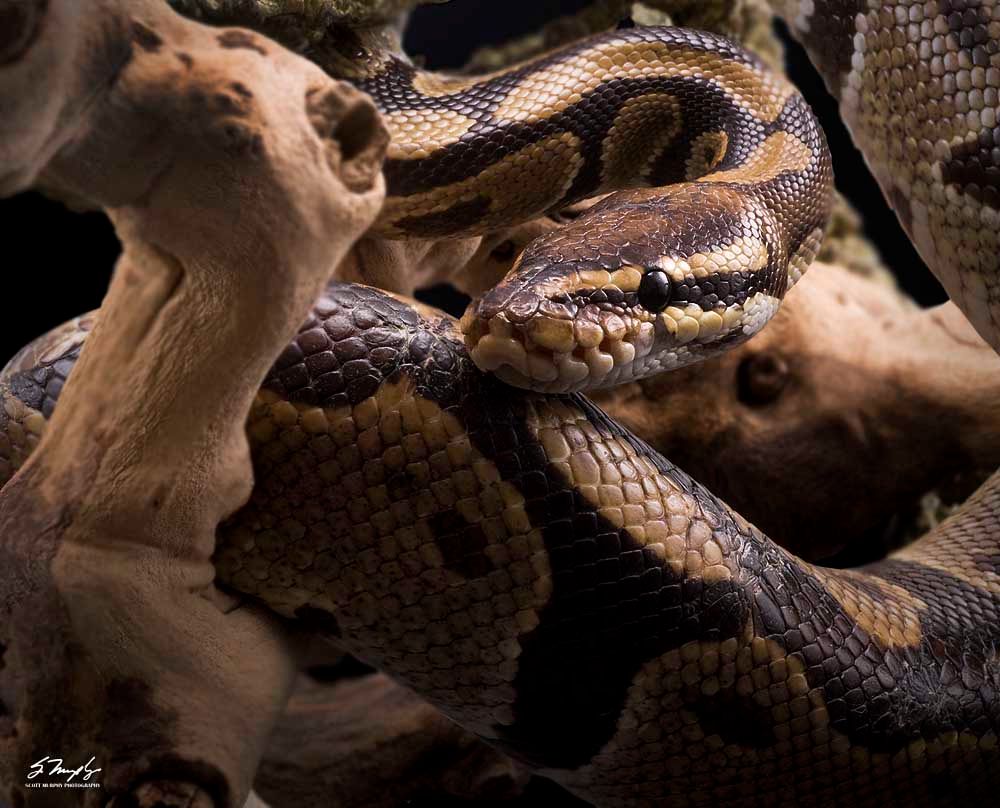 Slinky_zpsaca94042.jpg