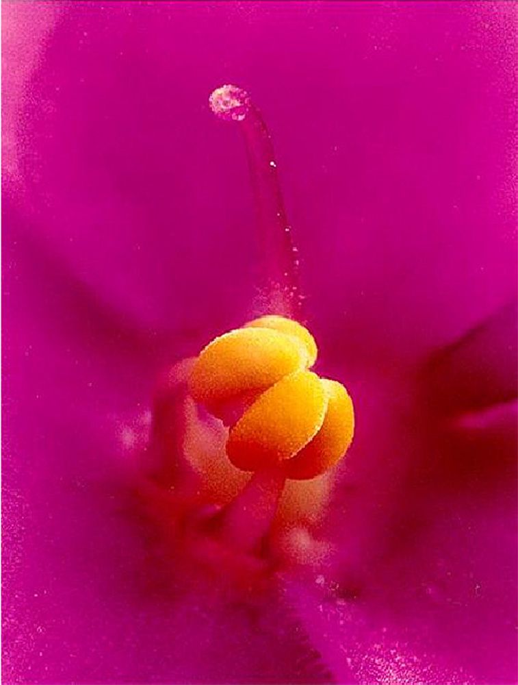 africanviolet_zpsc0308999.jpg