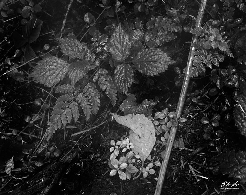 leaves1000-2_zpsc6282f66.jpg