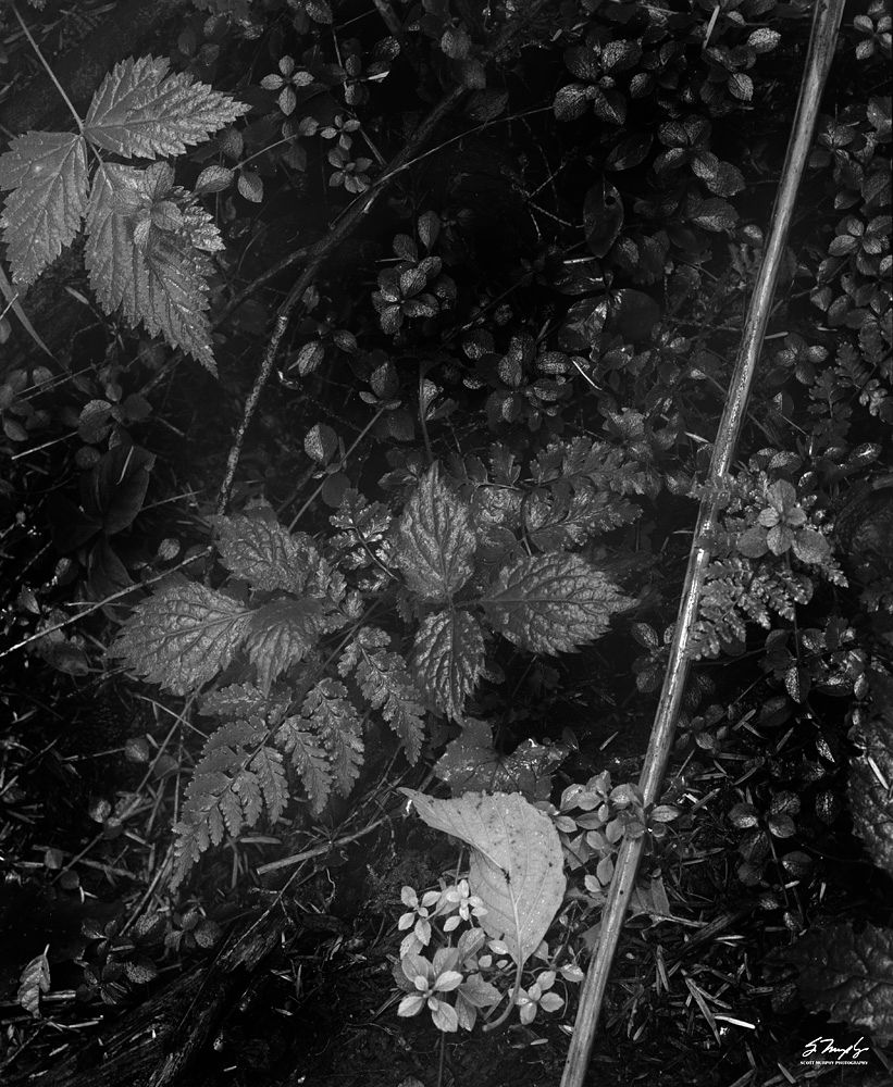 leaves1000_zpsc061cfed.jpg