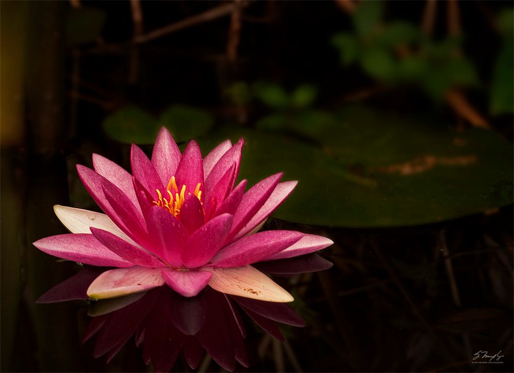 lotusflower1000_zps8aeecc0a.jpg