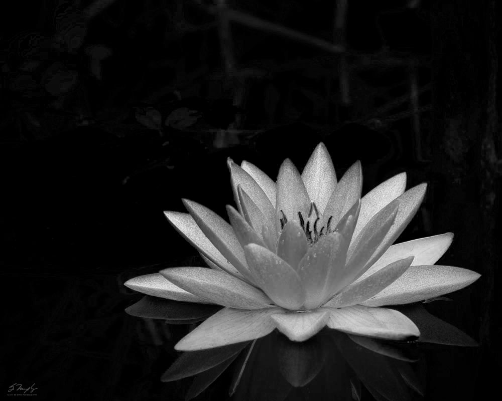 lotusflower_zps5d002365.jpg