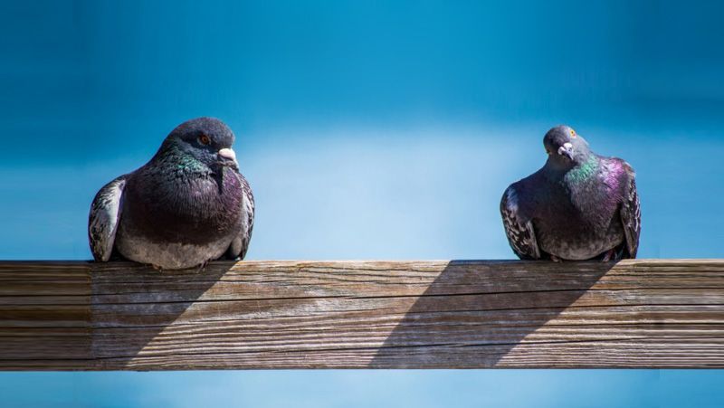 pidgeons_zpsd077b989.jpg