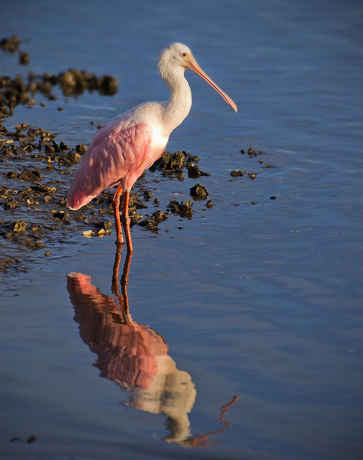 spoonbill1_zps6868a4c6.jpg