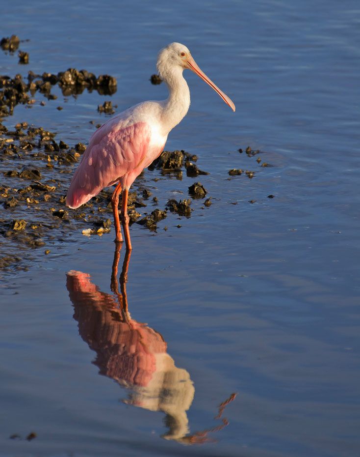 spoonbill_zps507fd7aa.jpg