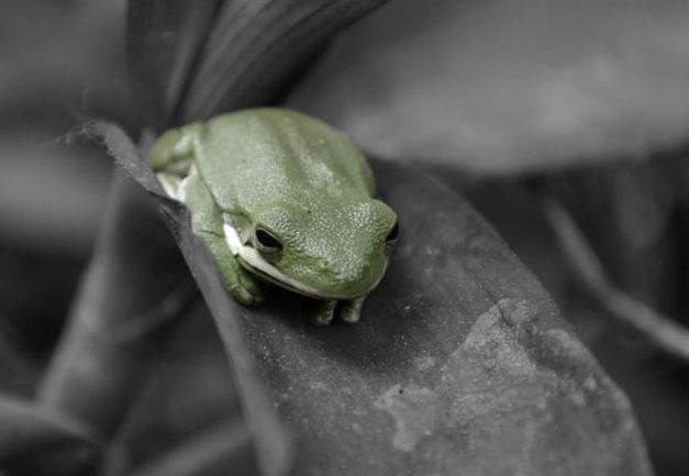 spotcolorfrog_zpsd2eee0f5.jpg