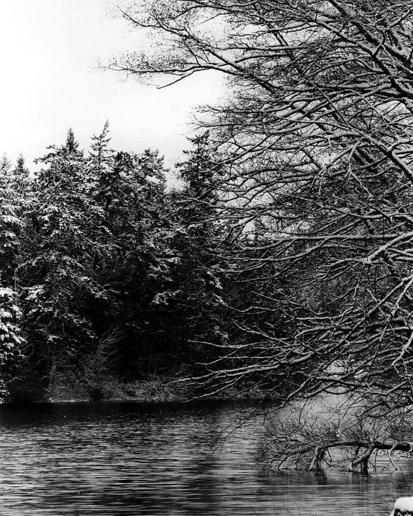 wintertreewithwater1200_zps478fef2c.jpg