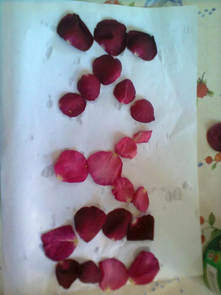 Kyu with Rose Petals by Me