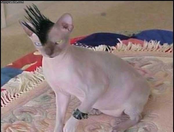 Mohawk_Cat_zps86964ea4.jpg