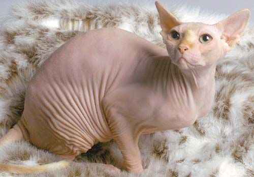 Sphynx_Cat_zpsfdcae497.jpg