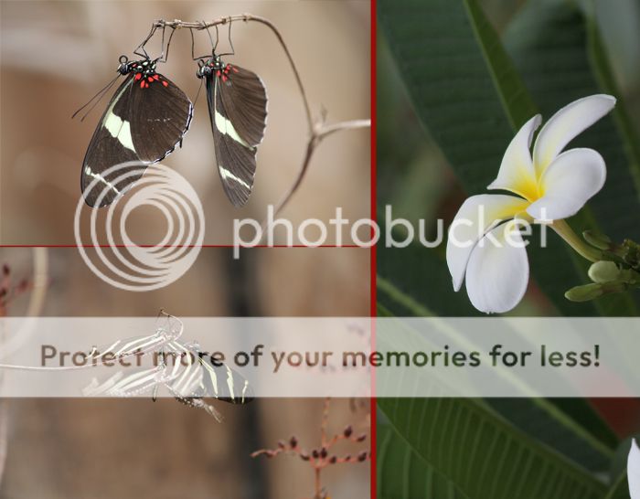 Blijdorp amazonica vlinders en planten
