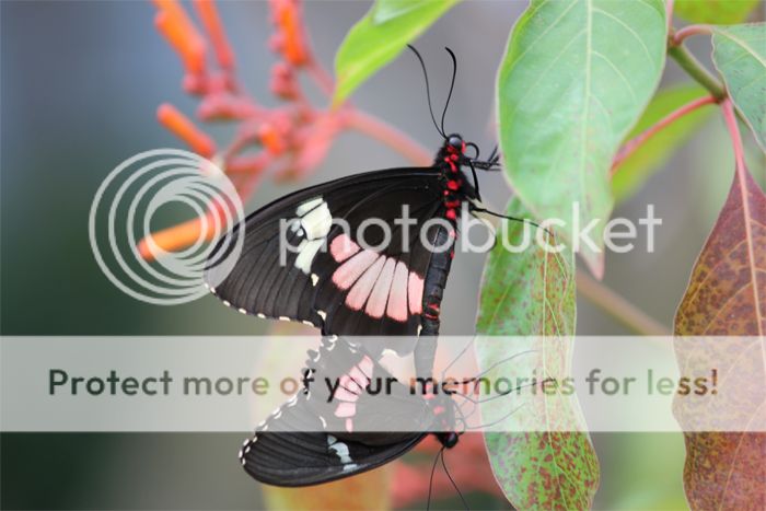 Blijdorp amazonica vlinders en planten
