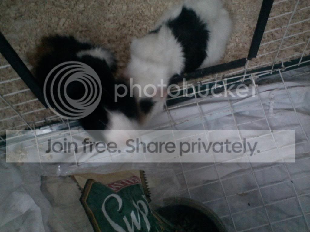 gpigs1_zps8dd82b6d.jpg
