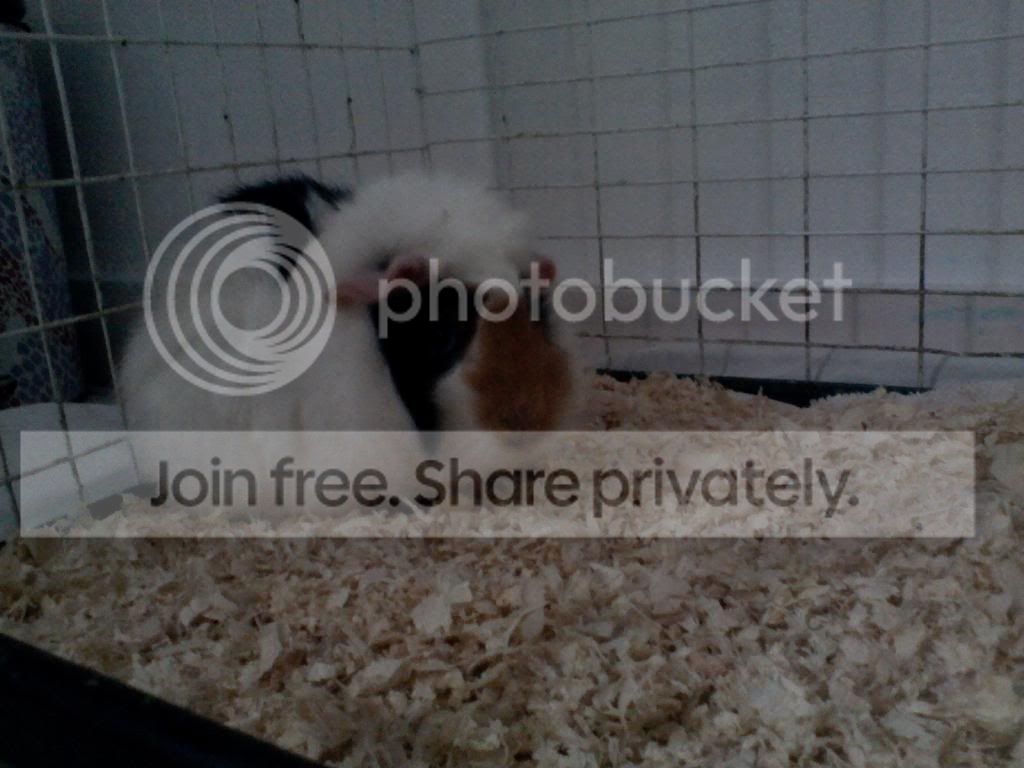 gpigs2_zps5b494525.jpg